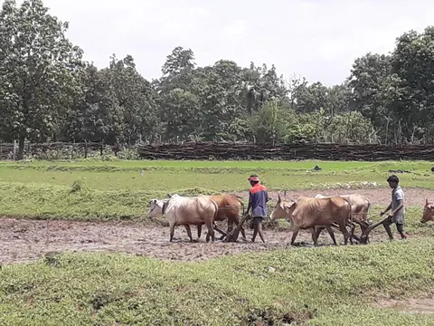 नांगिल पुहतना  Ploughing the land