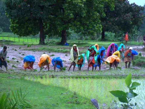 वंजिङ ओग़्सना  Transplanting paddy