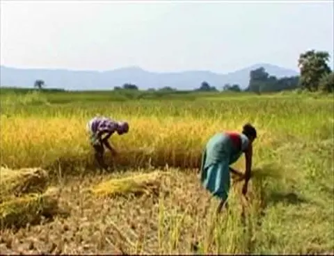 वंजिङ कोयना  Harvesting paddy
