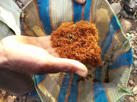 जोर्काते पोयतव लायिङ  Edible red ants caught in a bag after knocking them out